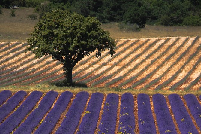 Full Day Ocean of Lavender in Valensole from Avignon - The real prize is Valensole in bloom