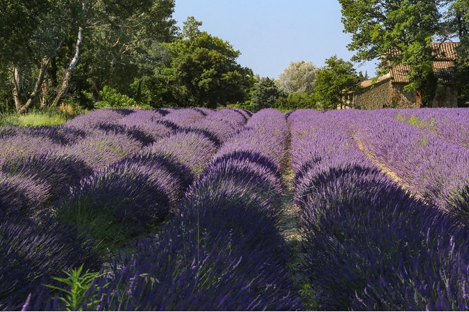 Full Day Ocean of Lavender in Valensole from Avignon - Is $137.01 a fair price?