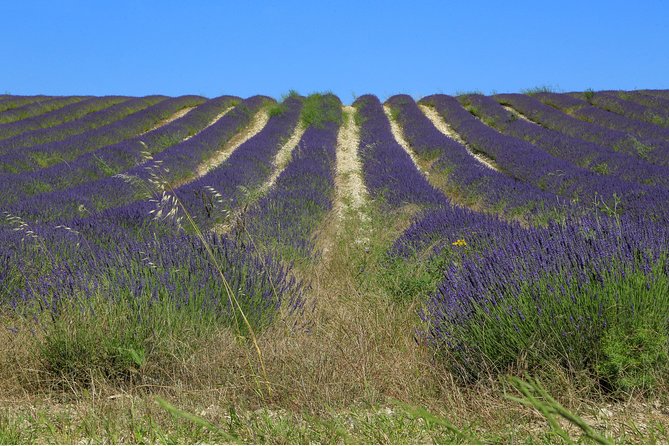 Full Day Ocean of Lavender in Valensole from Avignon - Who will enjoy this full day?