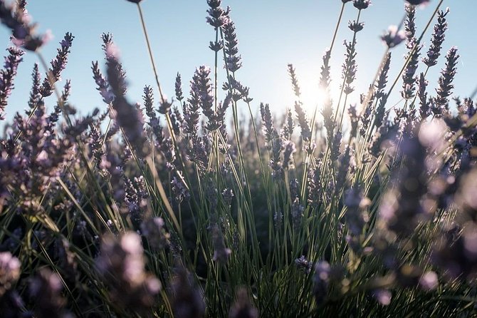 Full Day Ocean of Lavender in Valensole from Avignon - Leaving Avignon around 9am
