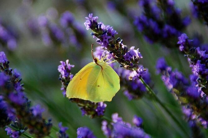 Full-day Private Tour Gorges du Verdon (LAVENDER JUNE 15/JULY 15) - Why this Provence day works so well