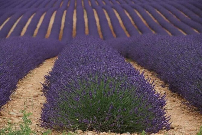 Full-day Private Tour Gorges du Verdon (LAVENDER JUNE 15/JULY 15) - The Gorges du Verdon from the high viewpoints