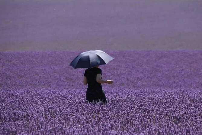 Full-day Private Tour Gorges du Verdon (LAVENDER JUNE 15/JULY 15) - Valensole lavender from June 15 through July 15