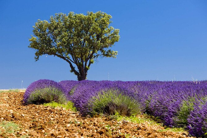 Full Day Private Tour in Lavender and Provence with Pickup - Castellane and the first look at Provence