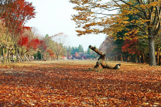 Full Day Private Tour Nami Island, Garden & Petite France - The Garden of Morning Calm, a gentle start to the day