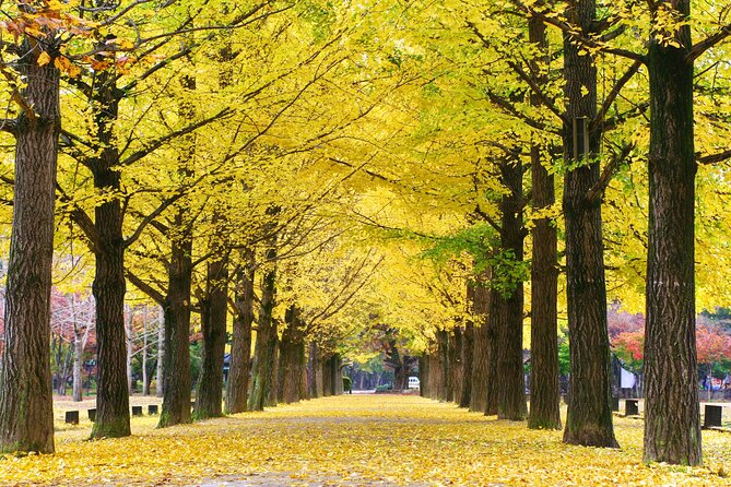 Full Day Private Tour Nami Island, Garden & Petite France - Who should book this experience