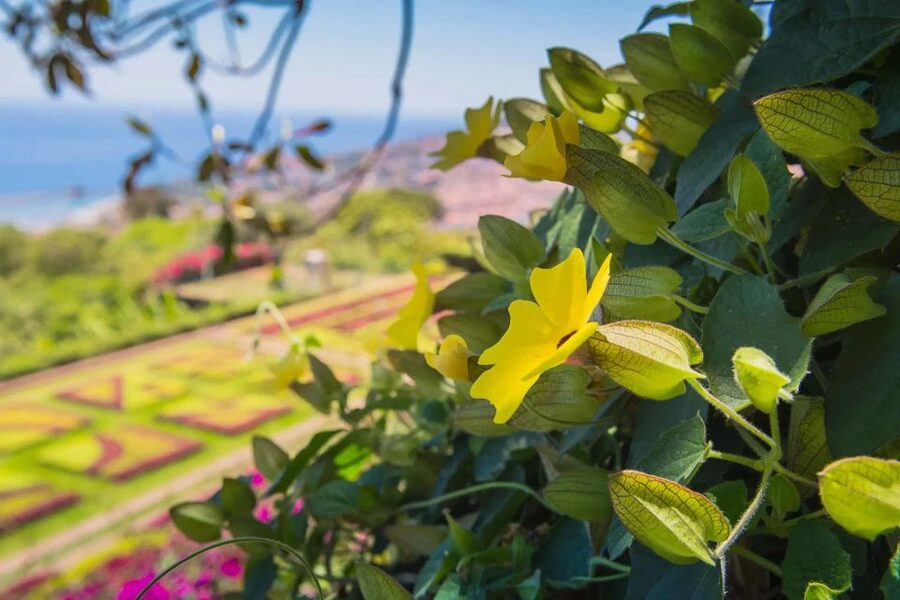 Funchal: Botanical Garden and Old Town Private Tuk-Tuk Tour - Returning through Funchal’s narrow streets