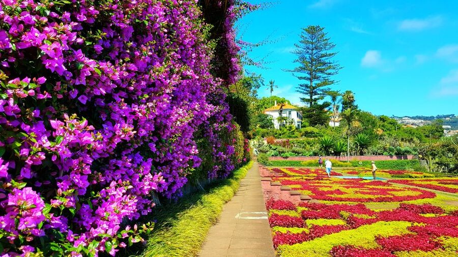 Funchal: Madeira Botanical Garden Tuk-Tuk Tour + Old Town - Why this short Funchal tour works