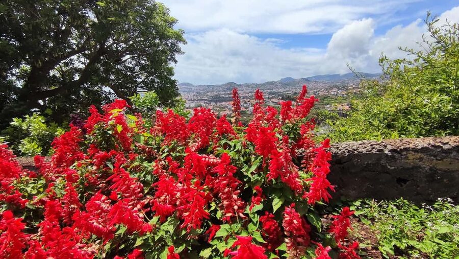 Funchal: Madeira Botanical Garden Tuk-Tuk Tour + Old Town - What the private format adds