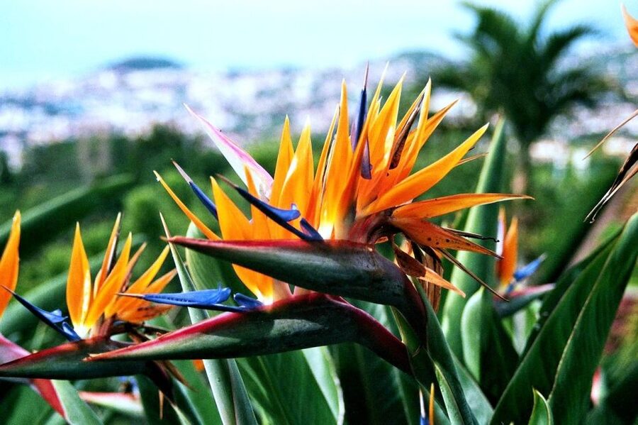 Funchal: Madeira Botanical Garden Tuk-Tuk Tour + Old Town - Practical details that affect your choice