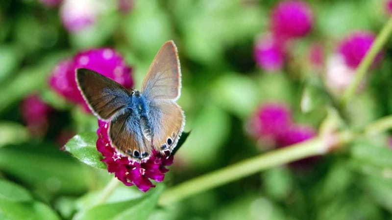 Furnas & Terra Nostra Gardens Biologist-guided e-Tour +lunch - Timing, packing, and comfort