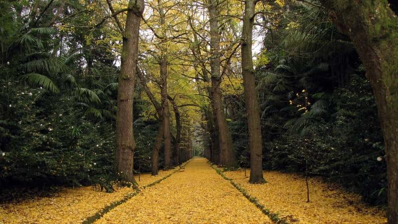 Furnas & Terra Nostra Gardens Biologist-guided e-Tour +lunch - The scenic climb to Furnas Lake