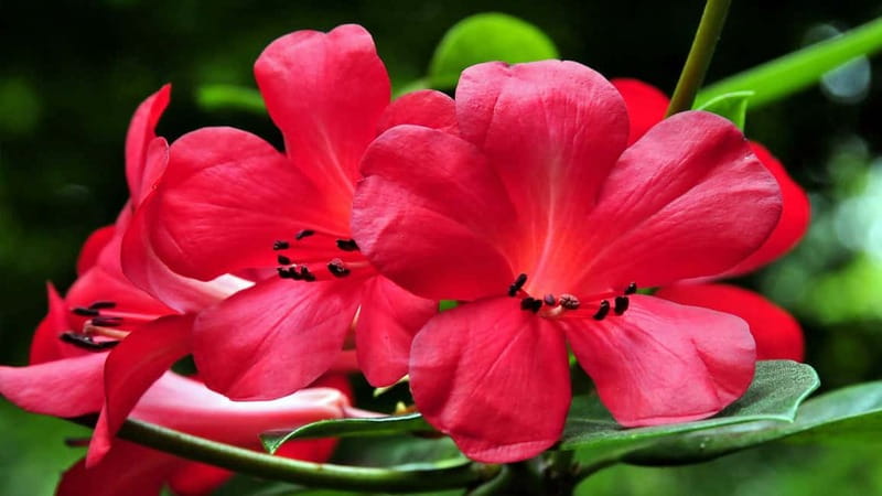 Furnas & Terra Nostra Gardens Biologist-guided e-Tour +lunch - Lunch with volcanic heat on the plate