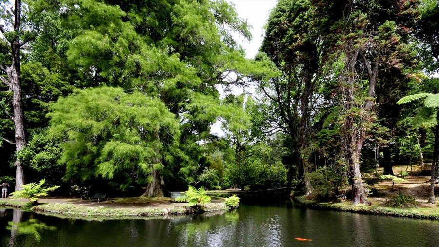 Furnas & Terra Nostra Gardens Biologist-guided e-Tour +lunch - The thermal pool, with a few serious warnings