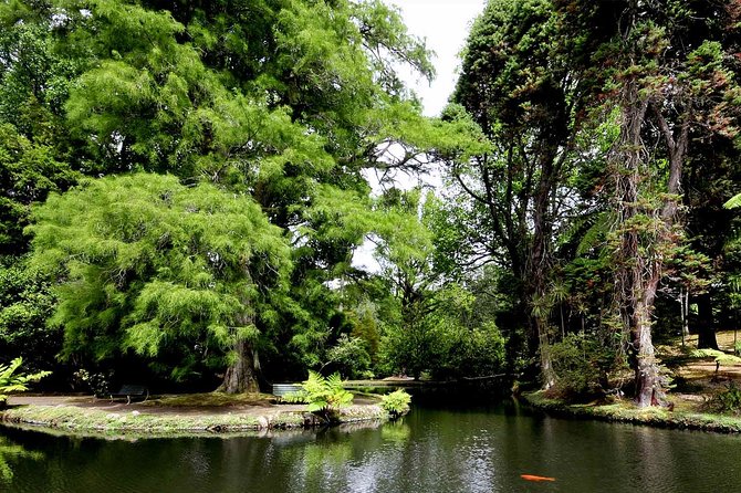 Furnas & Terra Nostra Park: Biologist-guided Botanic Tour +lunch - Soaking in the Terra Nostra thermal pool