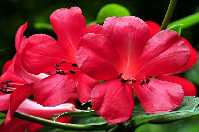 Furnas & Terra Nostra Park: Biologist-guided Botanic Tour +lunch - How the small group and guide affect the experience