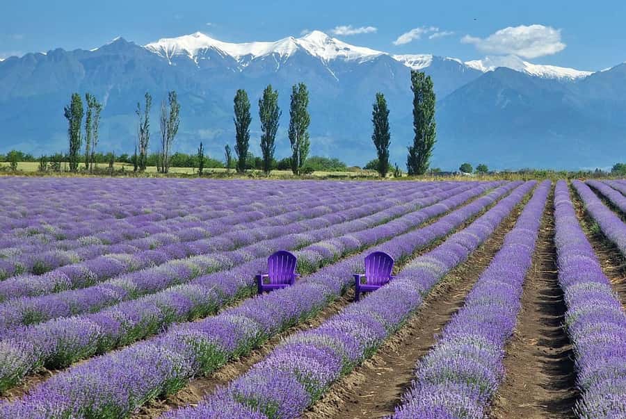 Gabala & Lavender Fields Group Guided tour - Diri Baba Mausoleum, a short cultural opening