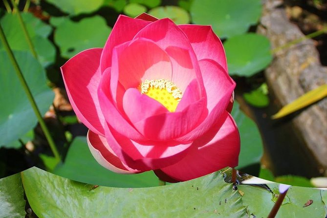 Garden Delight Full-Day Tour in Barbados - Tropical Garden Barbados and the choice issue