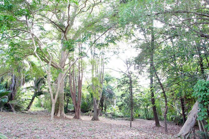 Garden Delight Full-Day Tour in Barbados - Transport, timing, and group size