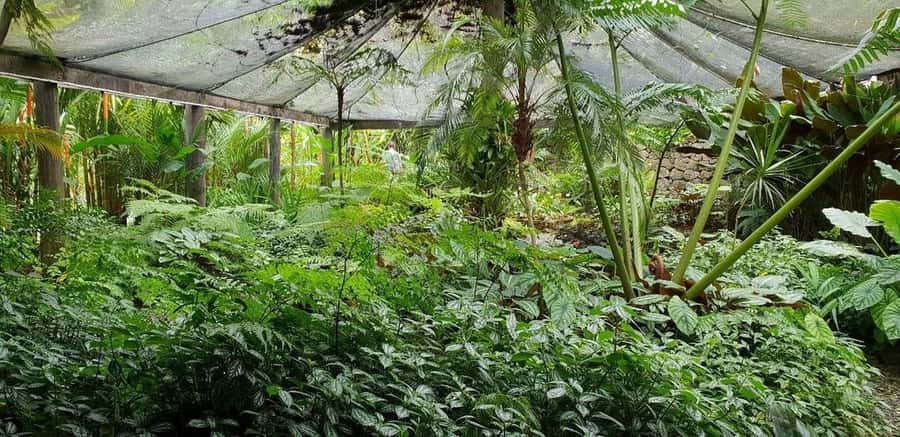 Garden of Sleeping Giant with Sabeto Hotspring Mudpool Tour - The optional Fijian massage