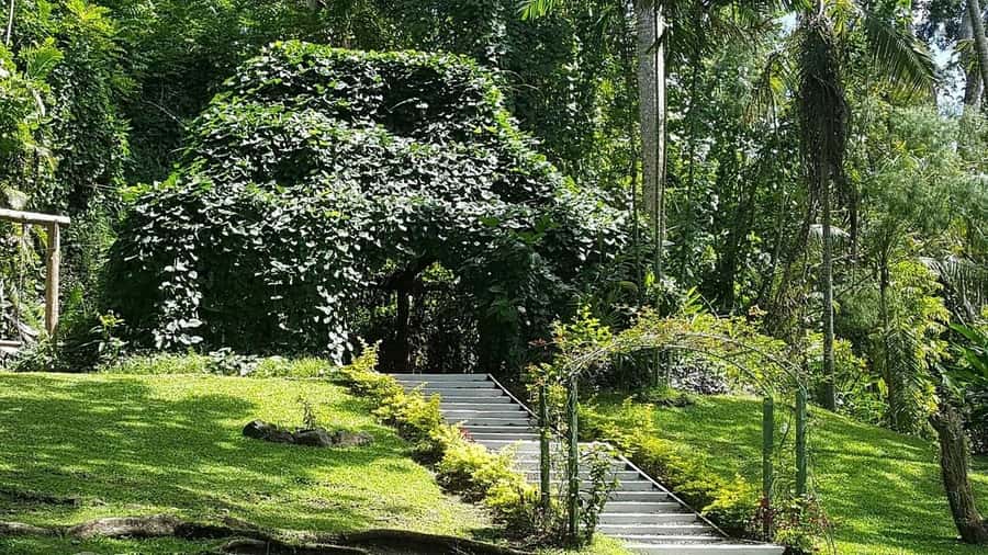 Garden of Sleeping Giant with Sabeto Hotspring Mudpool Tour - What to pack for the mud and garden
