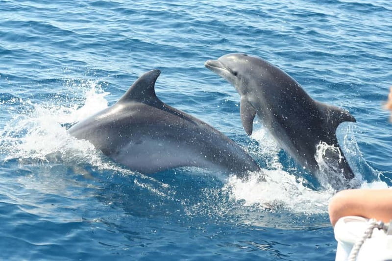 Giardini Naxos: Dolphin Catamaran Sunset Tour with Aperetif - Isola Bella, the Blue Grotto, and the swimming stop
