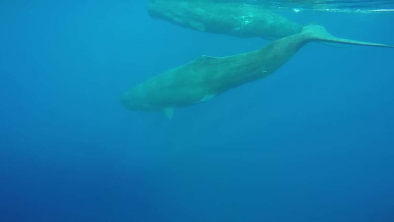 Giardini Naxos: Dolphin Catamaran Sunset Tour with Aperetif - The Ancient Naxos platter and Sicilian drinks