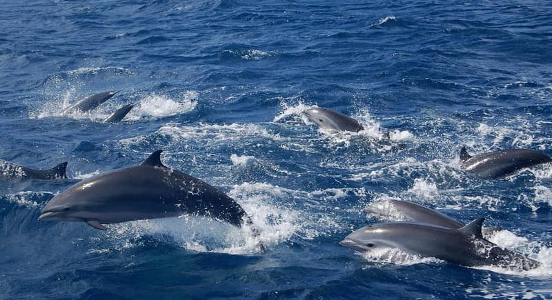 Giardini Naxos: Dolphin Catamaran Sunset Tour with Aperetif - Is $65 a fair price?