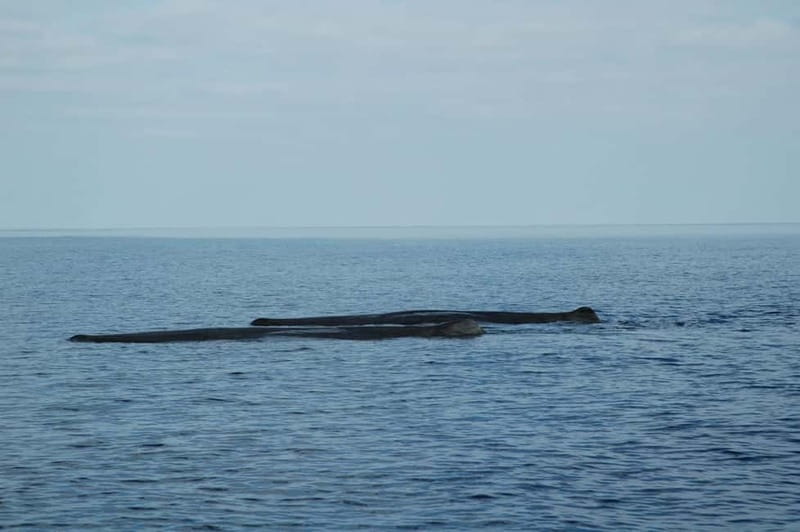 Giardini Naxos: Dolphin Catamaran Sunset Tour with Aperetif - Practical booking advice for Giardini Naxos