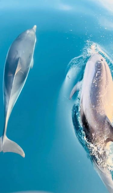 Giardini Naxos: Dolphin Searching Sunset Boat Tour - Why the dolphin search is the heart of the trip