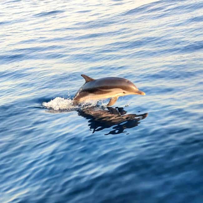 Giardini Naxos: Dolphin Searching Sunset Boat Tour - Grotta dell’Amore and the coast’s smaller caves