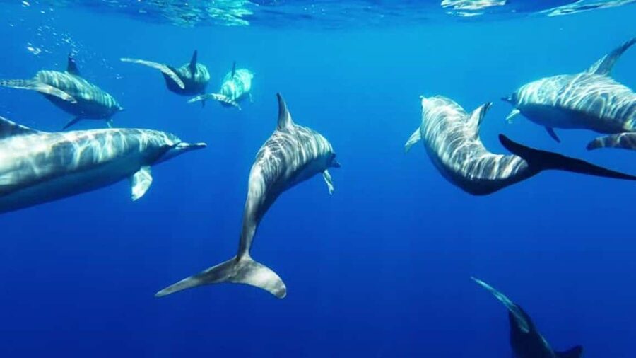 Giardini Naxos: Semi-Submarine Tour to Isola Bella - Isola Bella and the protected bay