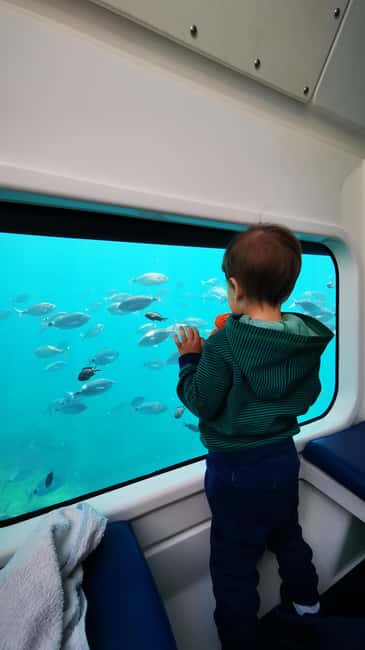 Giardini Naxos: Semi-Submarine Tour to Isola Bella - Dolphins, turtles, and other sea life