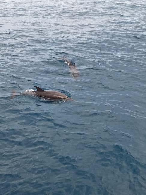Giardini Naxos Taormina: Dolphin Watching Sunset Tour - Key points to know before booking