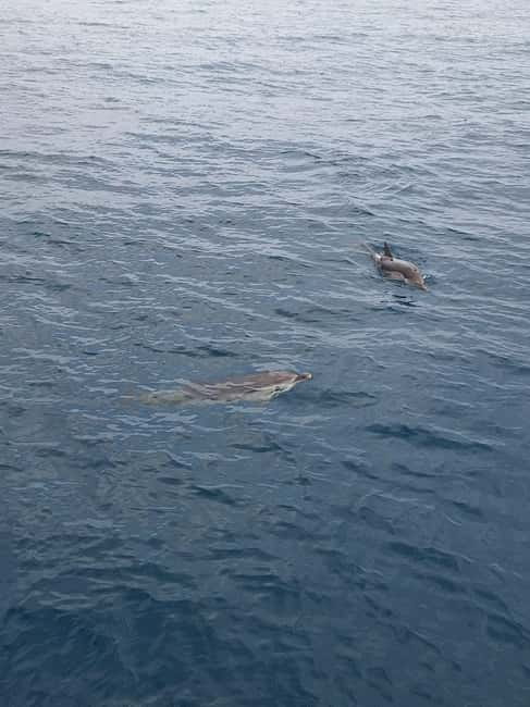 Giardini Naxos Taormina: Dolphin Watching Sunset Tour - Setting out from Giardini Naxos