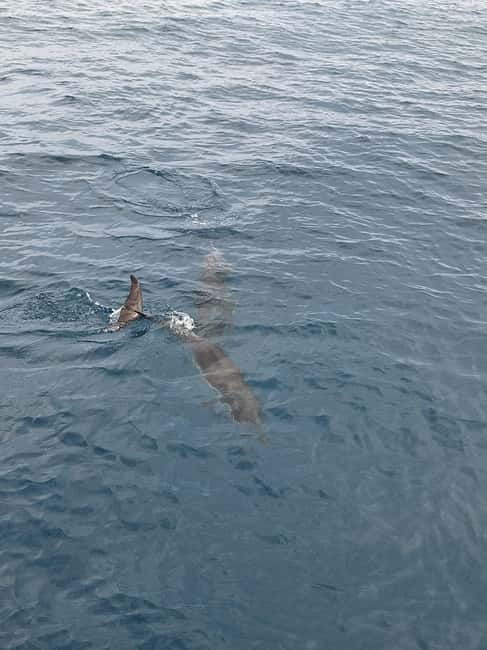 Giardini Naxos Taormina: Dolphin Watching Sunset Tour - Searching for dolphins in the Ionian Sea