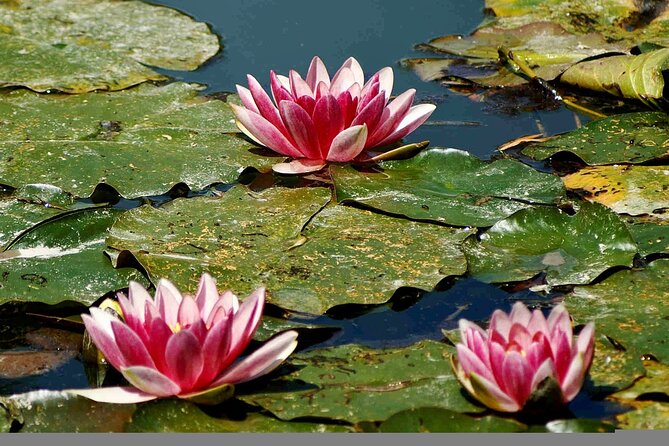 Giverny Half-Day Small-Group Tour from Paris – Max 7 Guests - Lunch without a fixed restaurant