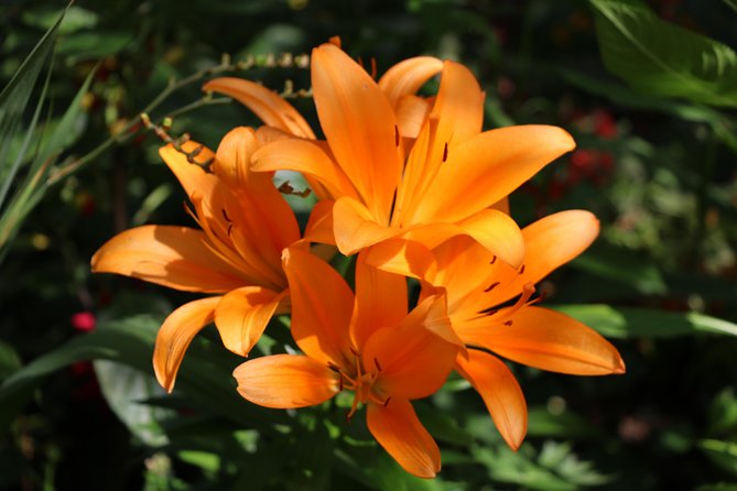 Giverny Private Half-Day Trip including Claude Monet' Gardens & House from Paris - Is the private format worth $454.44?