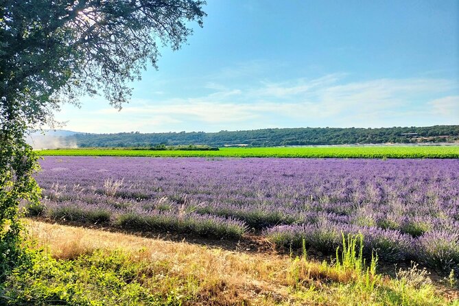 Gorges du Verdon : Lavenders, Canyon Boat Picnic & Villages - Is $322.86 a fair price?