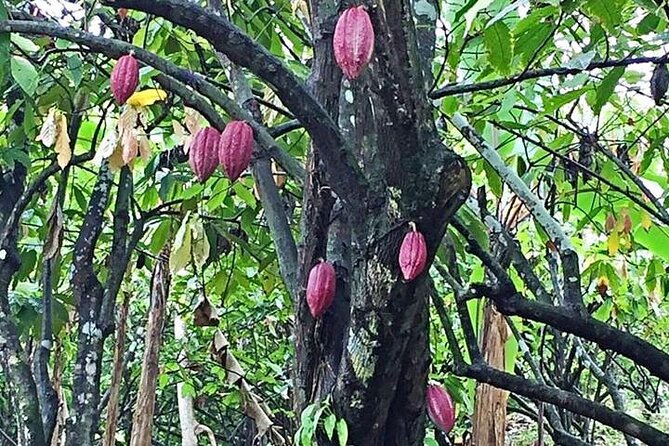 Grenada Spice Gardens, Rum & Chocolate Tour (Full/Half Day) - What the vehicle and guide add