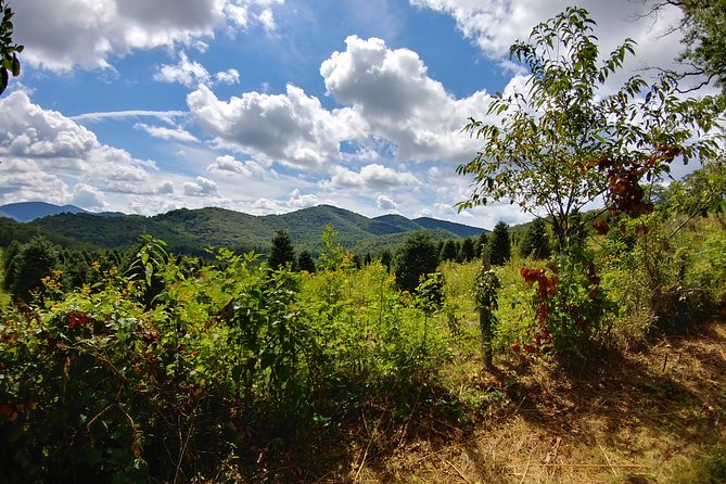 Guided Horseback Ride through Flame Azalea and Fern Forest - Is the drive from Asheville worth it?