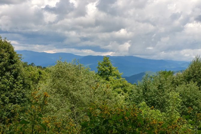 Guided Horseback Ride through Flame Azalea and Fern Forest - Riding through forest, ferns, and flame azaleas