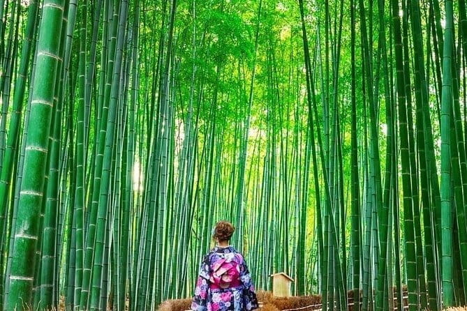 Guided Kyoto City Cherry Blossom One Day Private Tour - Kiyomizu-dera and the Pure Water Falls