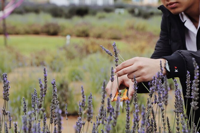 Guided Lavender Experience: Cultivation, Uses and Tasting - Cutting lavender and making a sachet