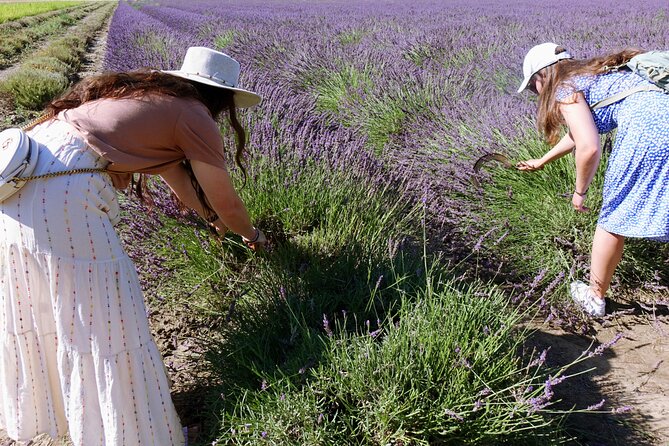 Guided tour Distillery of Lavender between Nîmes & Arles - Guides who make the hour feel personal