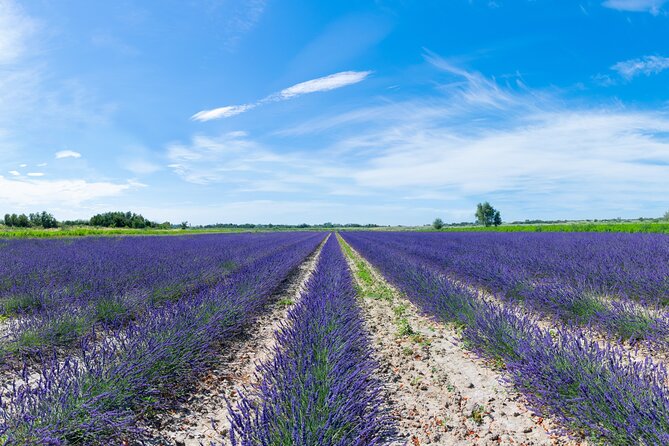 Guided tour Distillery of Lavender between Nîmes & Arles - From fragrant fields to working farm tools