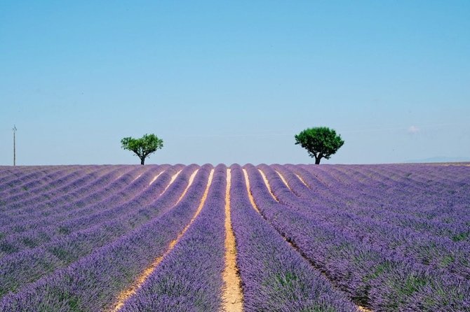 GUIDED TOUR: Lavender fields, the Gorges du Verdon - From the Gorge du Loup to La Castellane