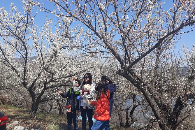 Gwangyang Maewha Flower and Jeonju Hanok Village 1 day trip from Seoul - Who will enjoy this day trip most