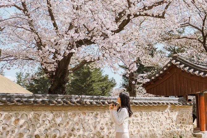 Gyeongju Cherry Blossom Day Tour from Busan (2~3 spring spots) - Hwangnidan-gil and the hanok side of town