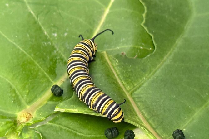 Haiku Butterfly Garden - 1st stop on the Road to Hana! - Key points to know before you go